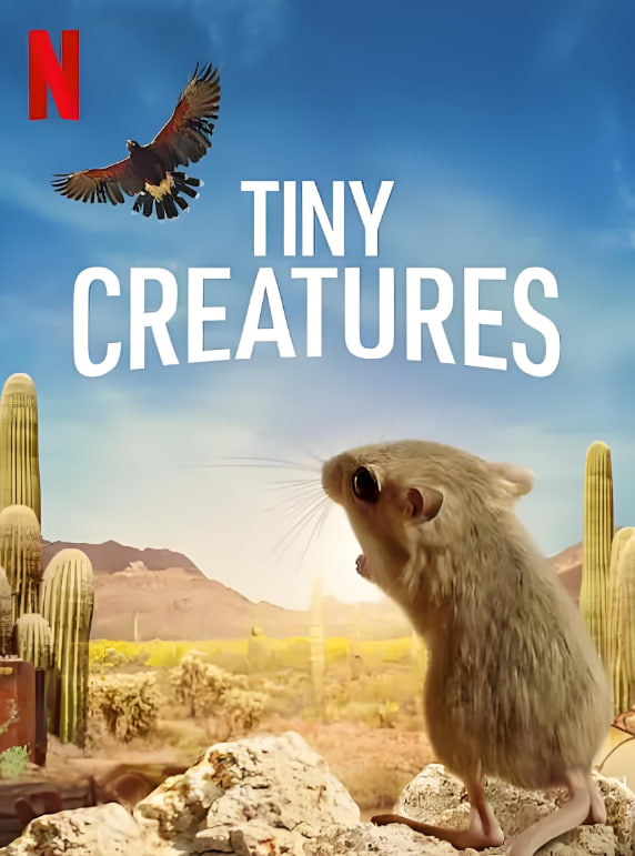 念念电视剧免费观看完整版